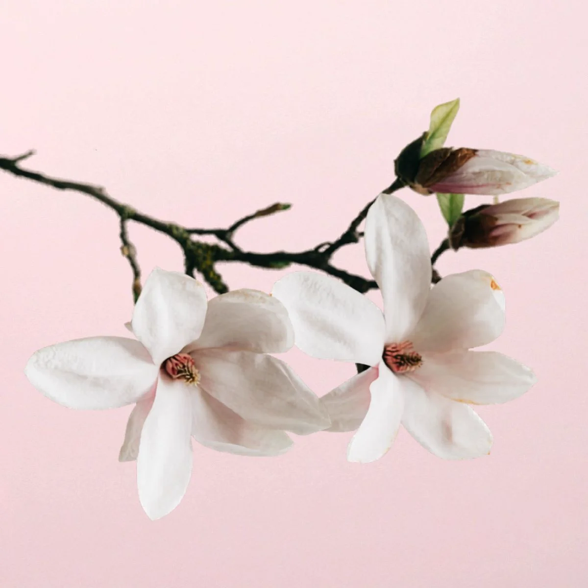 Magnolienextrakt